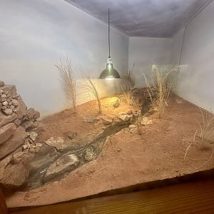 Pygmy Blue-tongue Lizard Exhibit