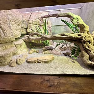 Aruba Island Rattlesnake Exhibit