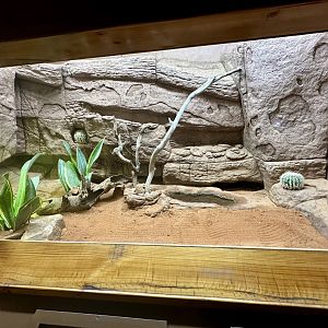 Gila Monster Exhibit