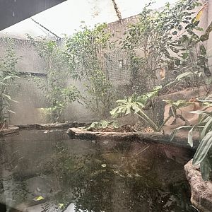 Pig-nosed Turtle Exhibit