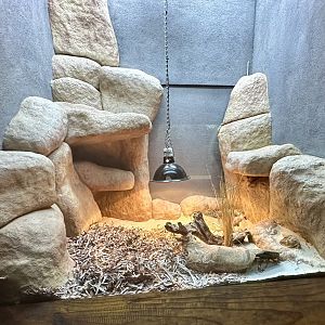 Southern Death Adder Exhibit