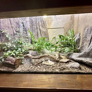 Red-bellied Black Snake Exhibit