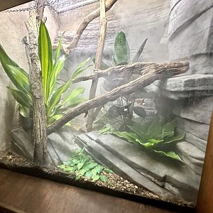 Boyd’s Forest Dragon Exhibit