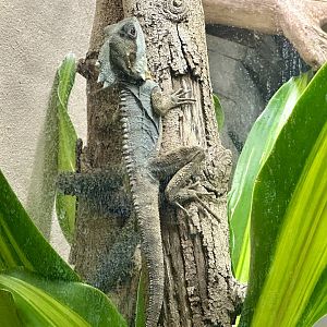 Boyd’s forest dragon (Lophosaurus boydii)