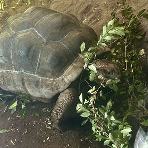 Juvenile Aldabra Giant Tortoise