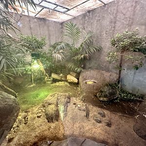Aldabra Giant Tortoise Exhibit