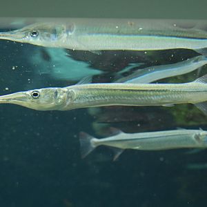 Glover's Reef - Redfin Needlefish (Strongylura notata)