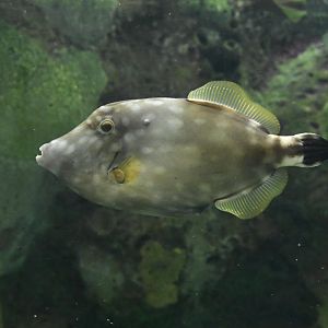 Glover's Reef - Whitespotted Filefish (Cantherhines macrocerus)