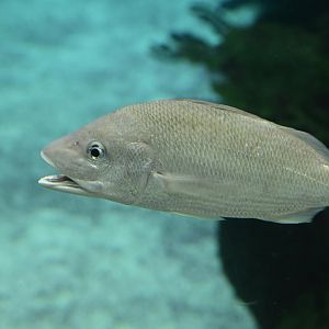 Glover's Reef - Gray Snapper (Lutjanus griseus)?