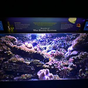 Conservation Hall - Benefits of the Buddy System Exhibit