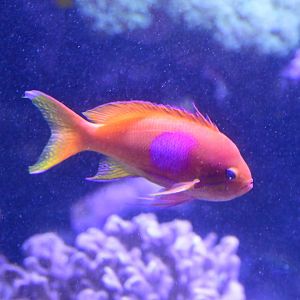 Conservation Hall - Squarespot Anthias (Pseudanthias pleurotaenia)