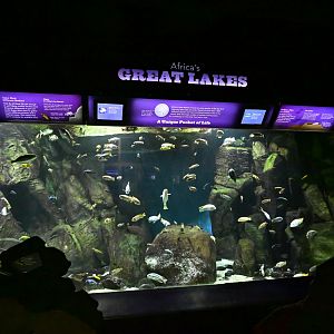 Conservation Hall - Africa's Great Lakes Exhibit