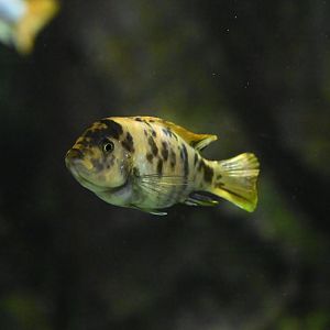 Conservation Hall - Scrapermouth Mbuna (Labeotropheus trewavasae)
