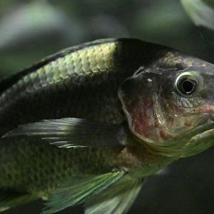 Conservation Hall - Singida Tilapia (Oreochromis esculentus)