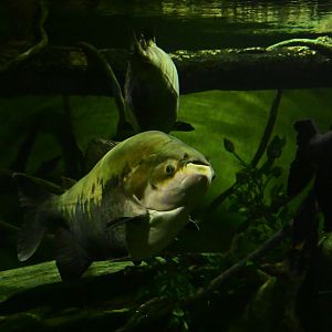 Conservation Hall - Tambaqui (Colossoma macropomum)