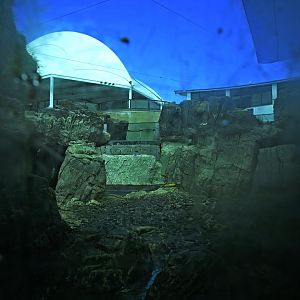 Sea Cliffs - View of Drained Pinniped exhibit from below