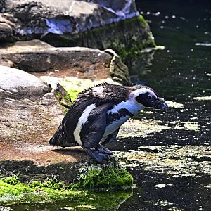 Sea Cliffs - African Penguin (Spheniscus demersus)