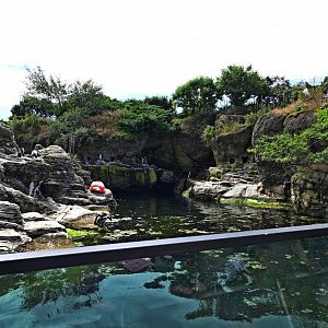 Sea Cliffs - African Penguin (Spheniscus demersus) Exhibit