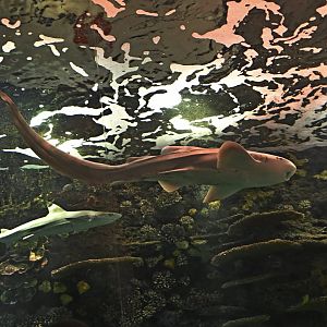 Ocean Wonders: Sharks! - Blacktip Reef Shark (Carcharhinus melanopterus) and Zebra Shark (Stegostoma tigrinum)