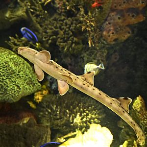 Ocean Wonders: Sharks! - Epaulette Shark (Hemiscyllium ocellatum)