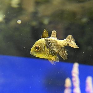 Ocean Wonders: Sharks! - Pajama Cardinalfish (Sphaeramia nematoptera)