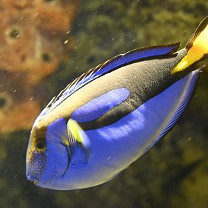 Ocean Wonders: Sharks! - Palette Tang (Paracanthurus hepatus)