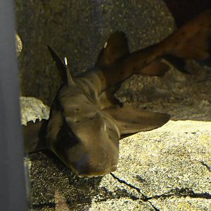 Ocean Wonders: Sharks! - Horn Shark (Heterodontus francisci)