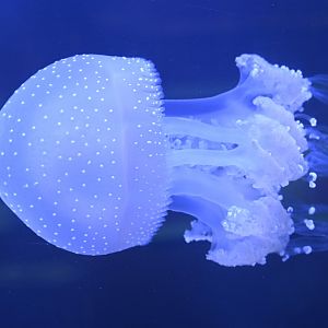 Spineless - Australian Spotted Jelly (Phyllorhiza punctata)