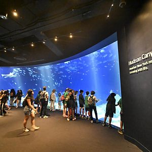 Ocean Wonders: Sharks! - Hudson Canyon's Edge Exhibit