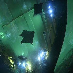Ocean Wonders: Sharks! - View of the Harbor exhibit from the Crawl-through Tunnel