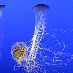 Spineless - Japanese Sea Nettle (Chrysaora pacifica)