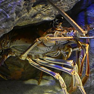 Spineless - Caribbean Spiny Lobster (Panulirus argus)