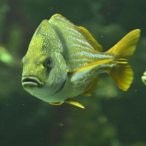 PlayQuarium - Porkfish (Anisotremus virginicus)
