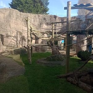 Sulawesi crested macaque exhibit