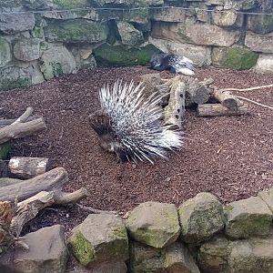Cape porcupine