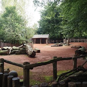African kraal exhibit with Ankole-Watusi cattle and Somali sheep, 2024-08-05