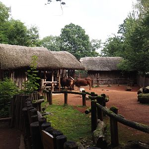 African kraal exhibit with Ankole-Watusi cattle and Somali sheep, 2024-08-05