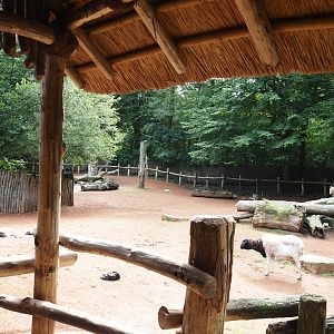 African kraal exhibit with Ankole-Watusi cattle and Somali sheep, 2024-08-05