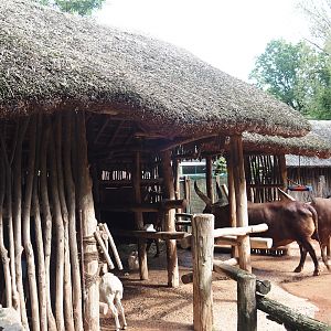 African kraal exhibit shelter for Ankole-Watusi cattle and Somali sheep, 2024-08-05