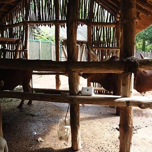 African kraal exhibit with Ankole-Watusi cattle and Somali sheep, 2024-08-05