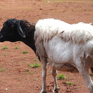 Somali sheep (Ovis aries), 2024-08-05