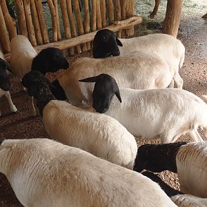 Somali sheep (Ovis aries), 2024-08-05