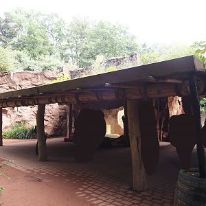 African lion viewing area, 2024-08-05