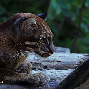 Asian golden cat