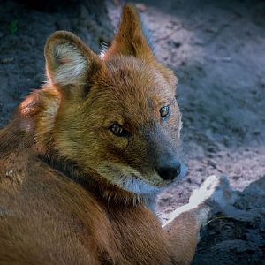 Dhole