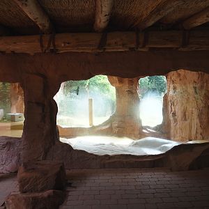 Viewable African lion indoor exhibit, 2024-08-05