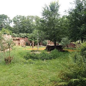 African lion exhibit, 2024-08-05