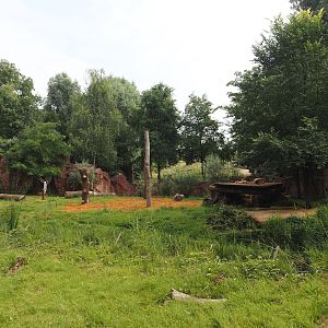 African lion exhibit, 2024-08-05