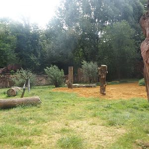 African lion exhibit, 2024-08-05