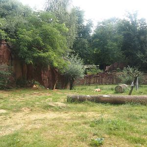 African lion exhibit, 2024-08-05